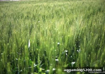 从捕鱼达人小游戏到扑克高手：起手牌范围决定你的胜率上限