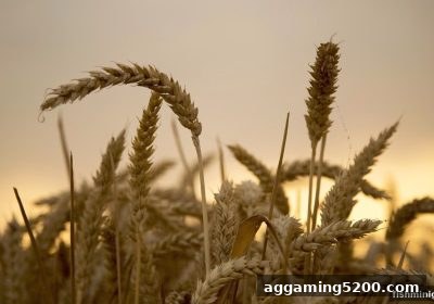 捕鱼达人小游戏中巧妙融入让分盘机制，电子玩法体验全面升级