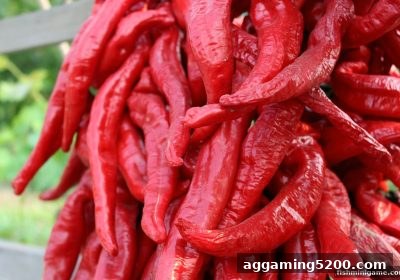 【捕鱼达人小游戏】新手注册积分与好友推荐奖励全面拆解